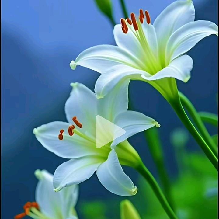 一生有你💖🌿