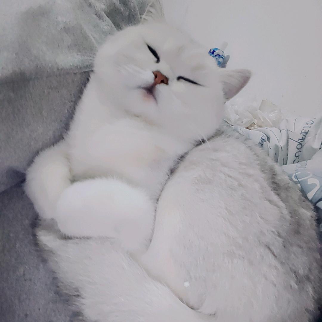 希总的小弟🌞