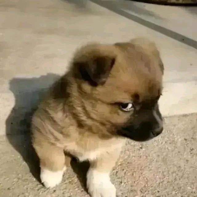 巧工君