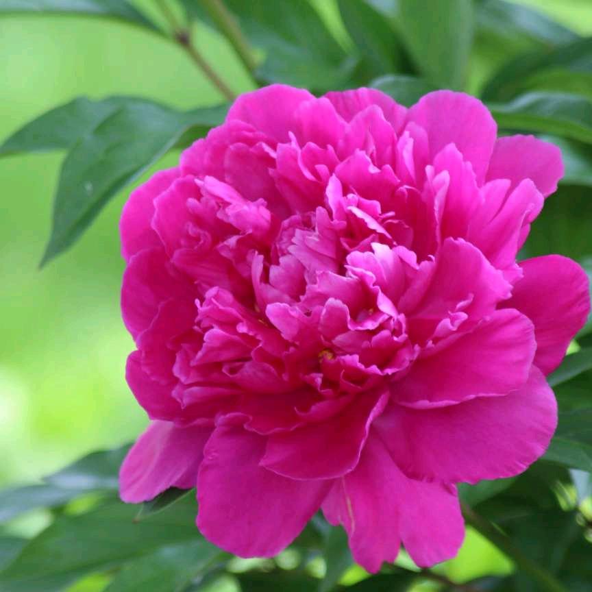 🌷彭🌸💞程万✨🛬里