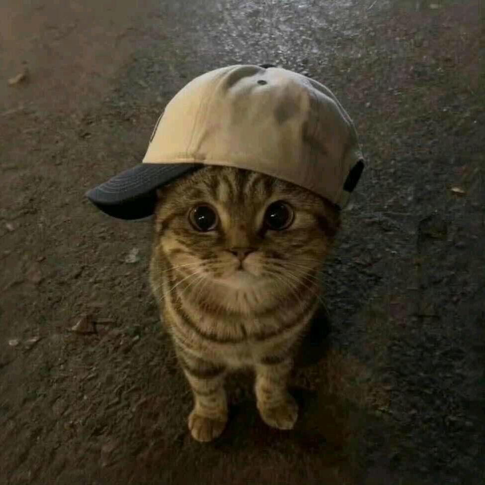 鱼鱼