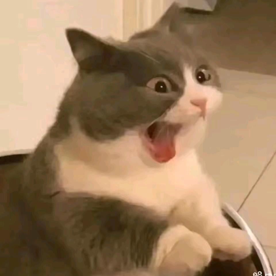 豆嘞个豆