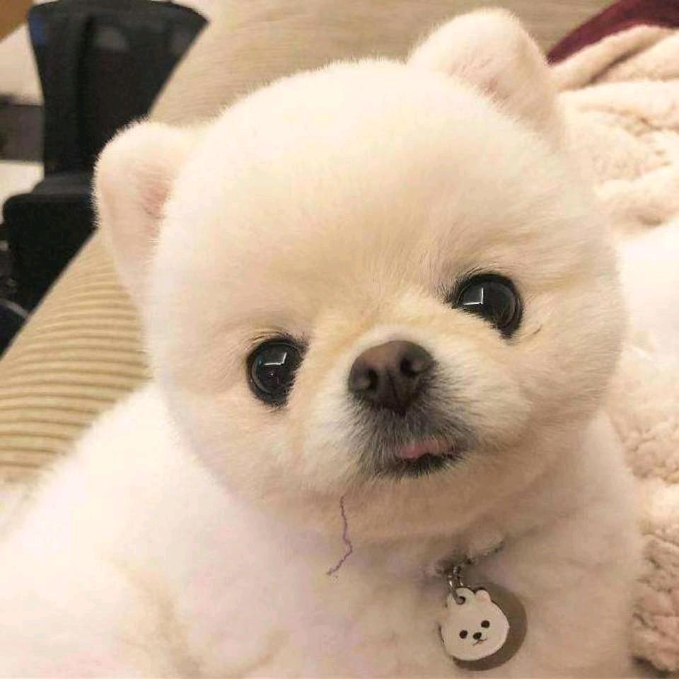 小趴菜