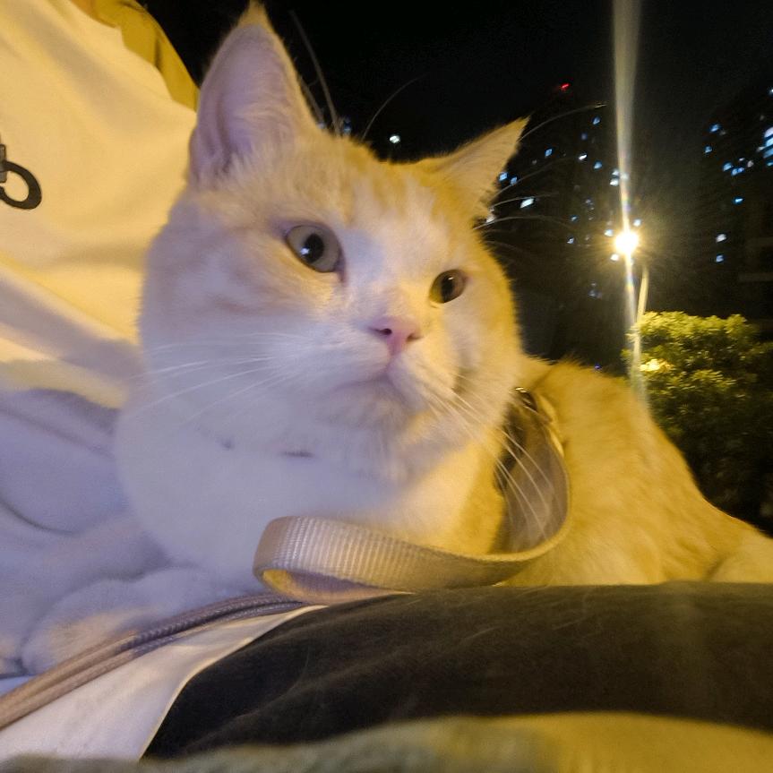 胖猫烧烤