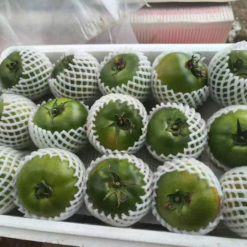 草莓柿子供货商佟大扬