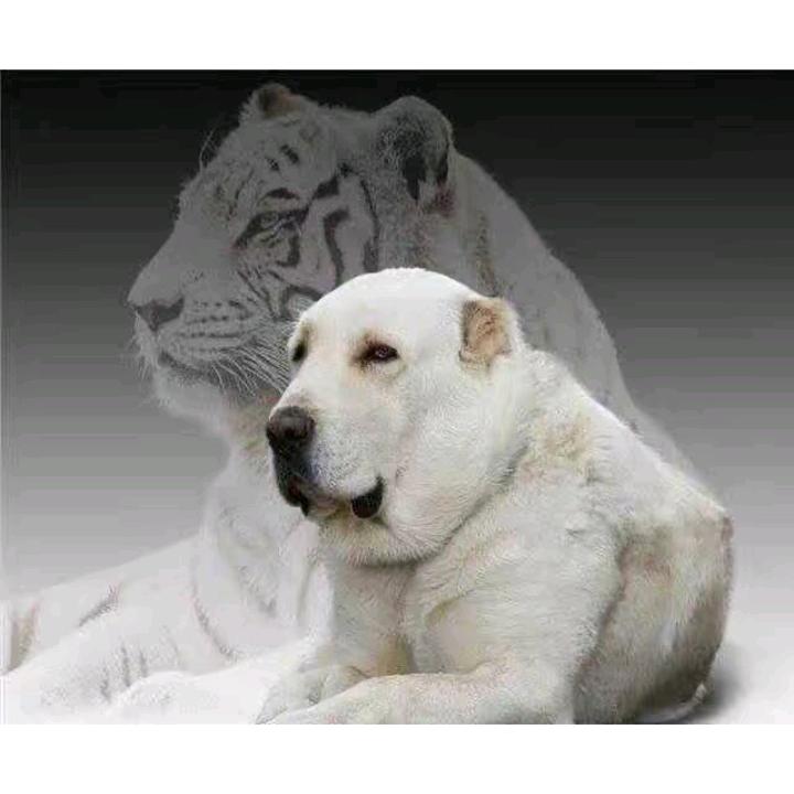 农村小伙养犬