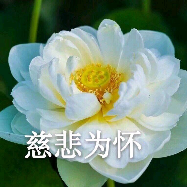 安卓猫