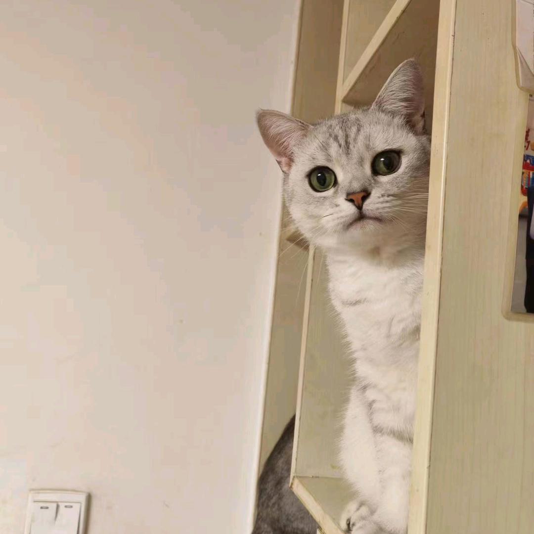 大成啊