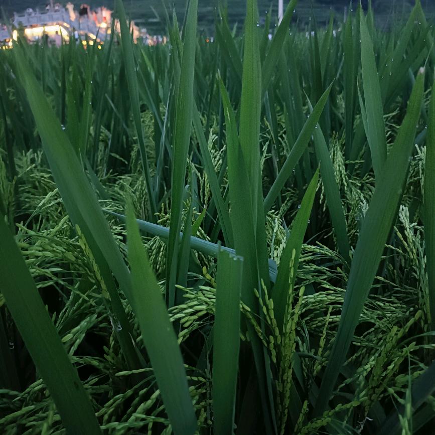 骑着蜗牛l