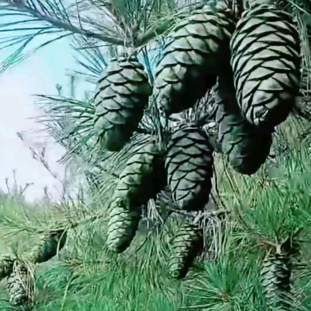 哥不霸气就是拽
