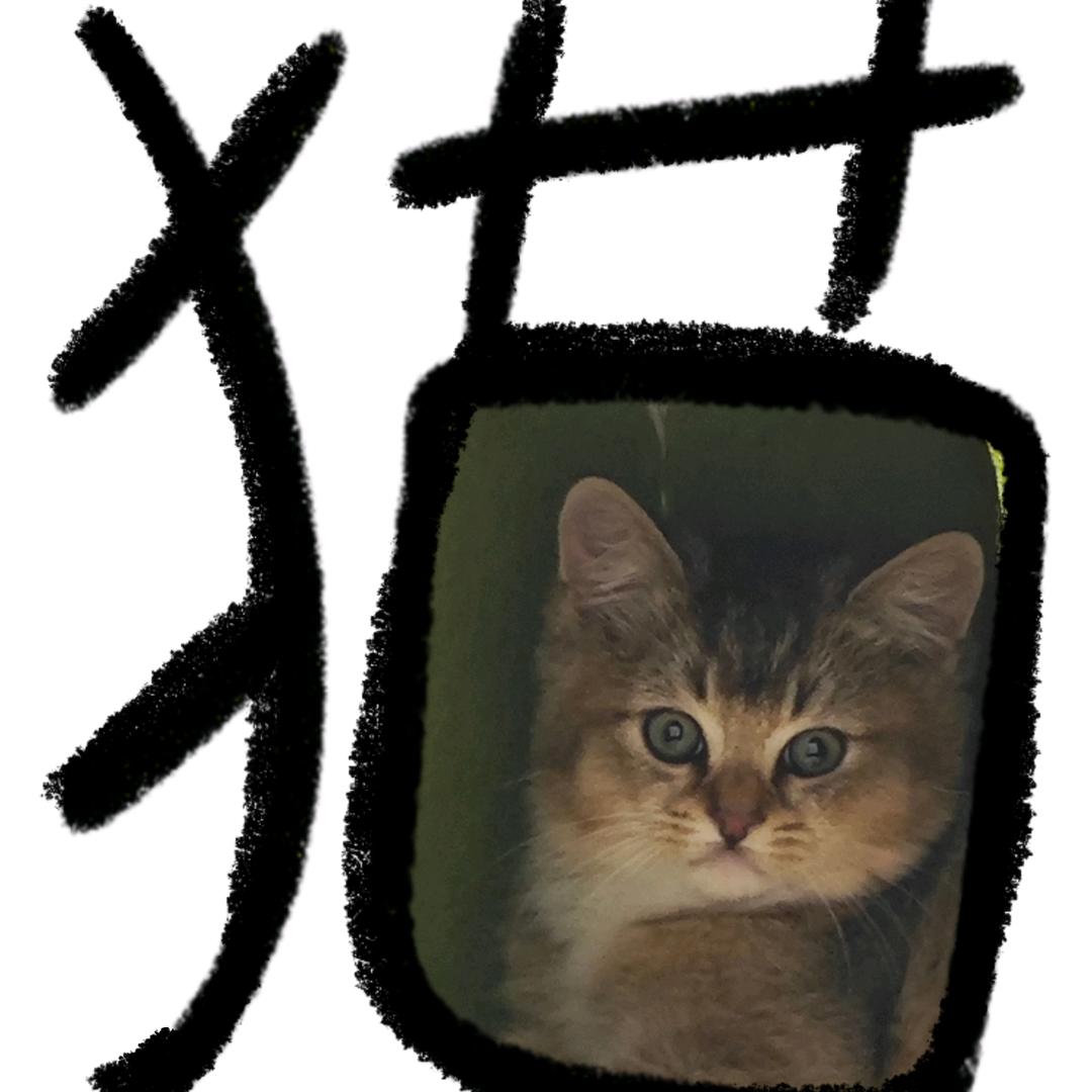 李金宝是什么宝