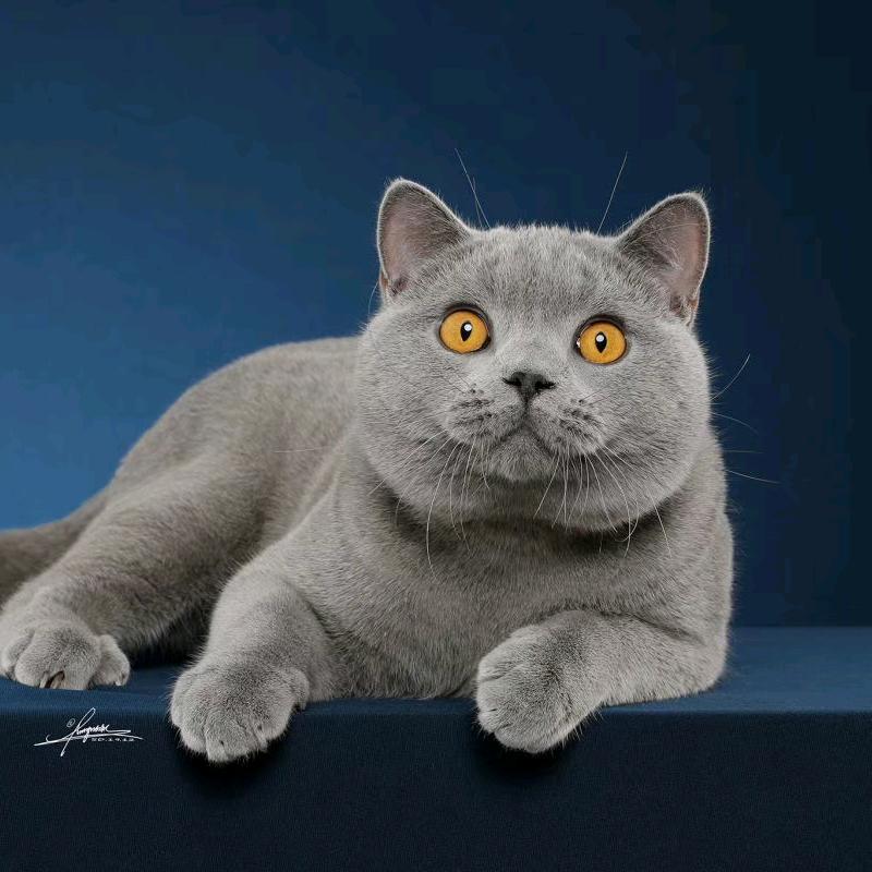 猫咪刮刮乐