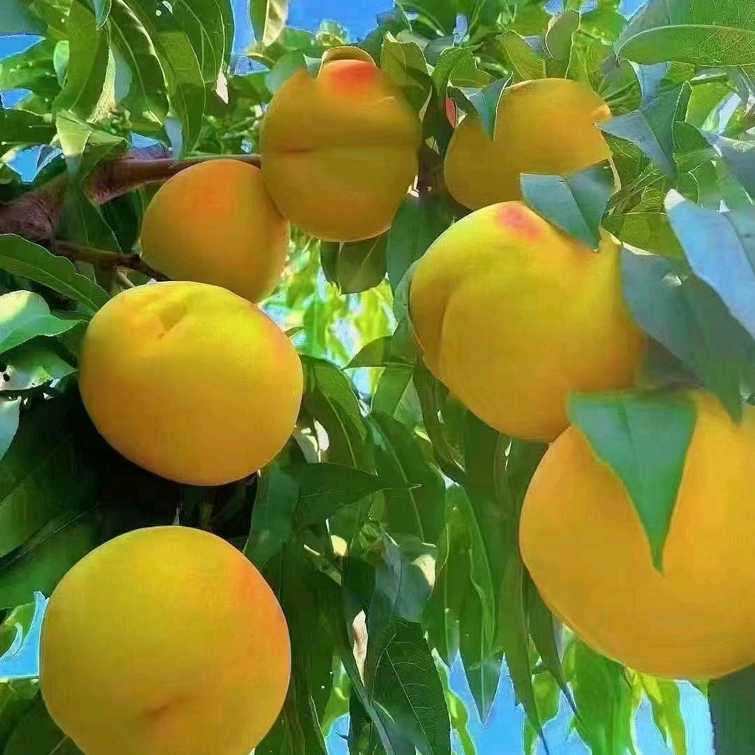 祖姚黄桃直销