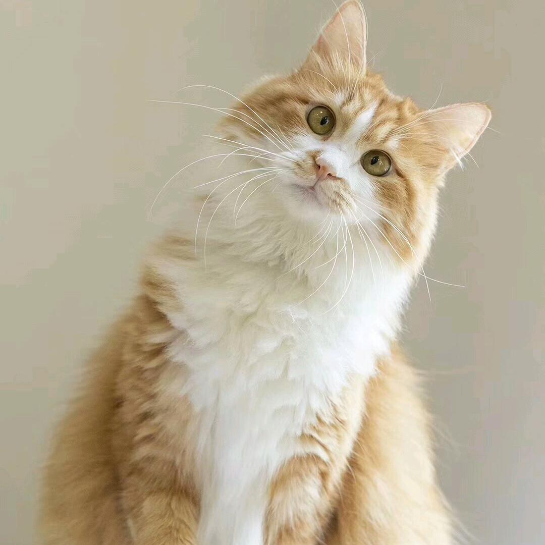 🚬ཀོ如虎ོ添亿࿐