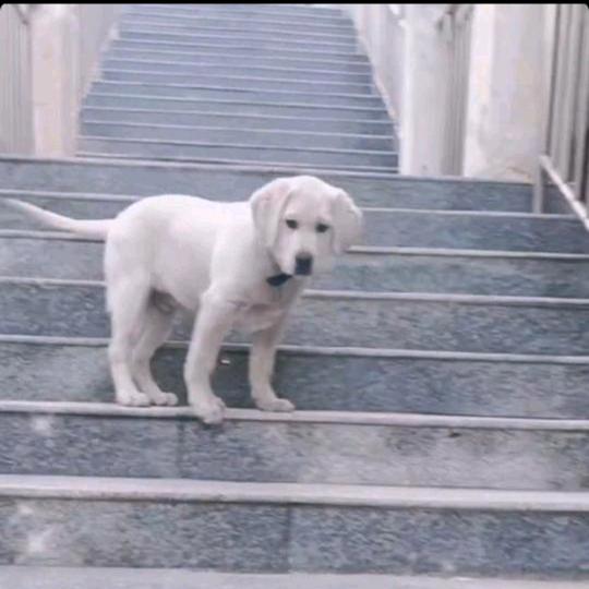 ……小百万……