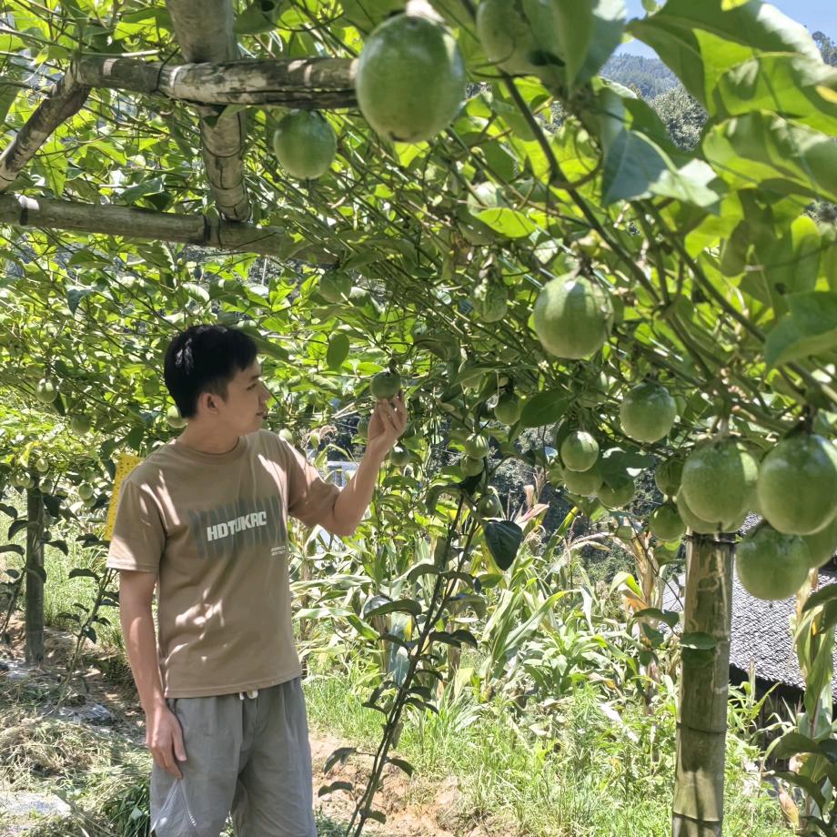 小象百香果产地供应