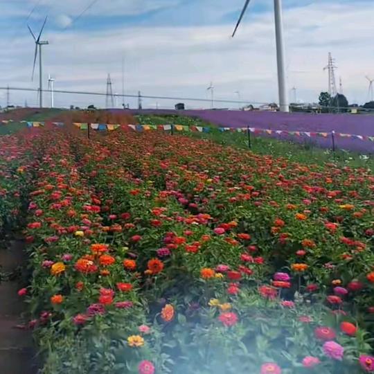 开着小车哼着歌