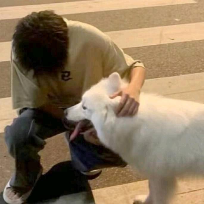枫