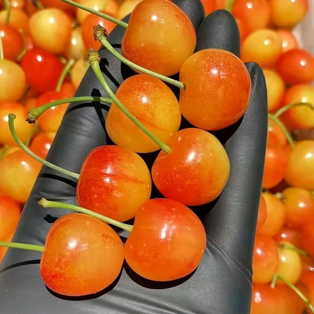 柑澄水果小时达