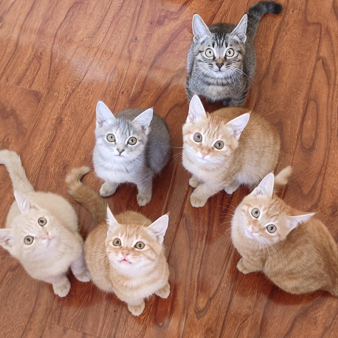 My七个小矮人🐱