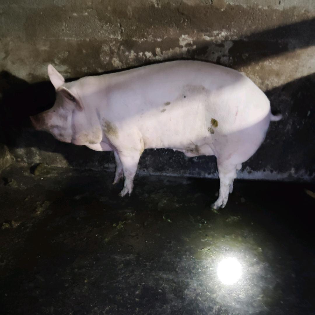 小杨转卖本地土猪肉