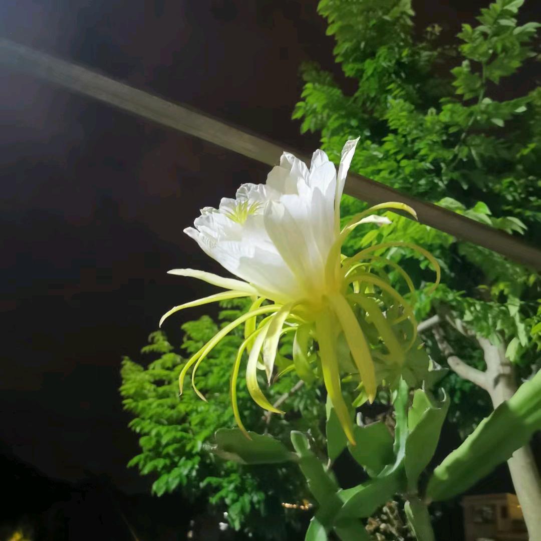 海口龙华励从顷百货商行（个体工商户）