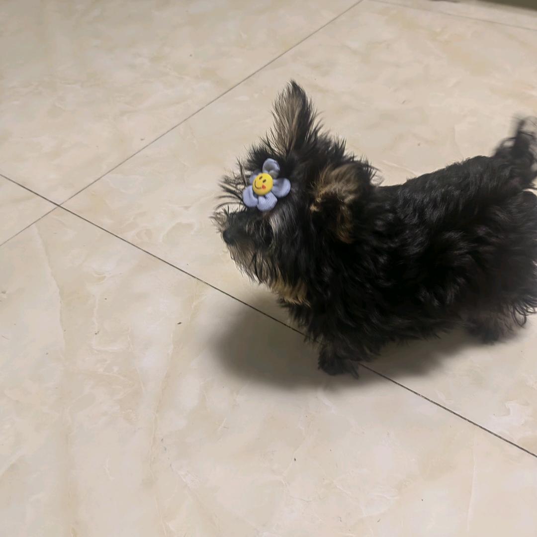 悦