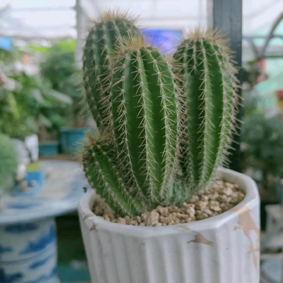@小星星