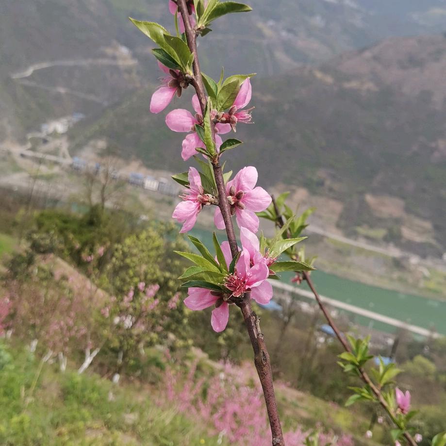 葫芦2