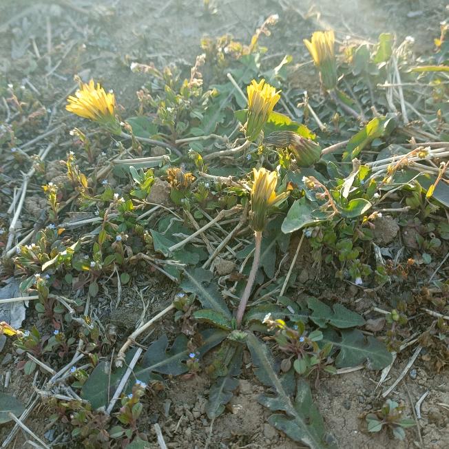 🌴🌴🌿悠悠行者