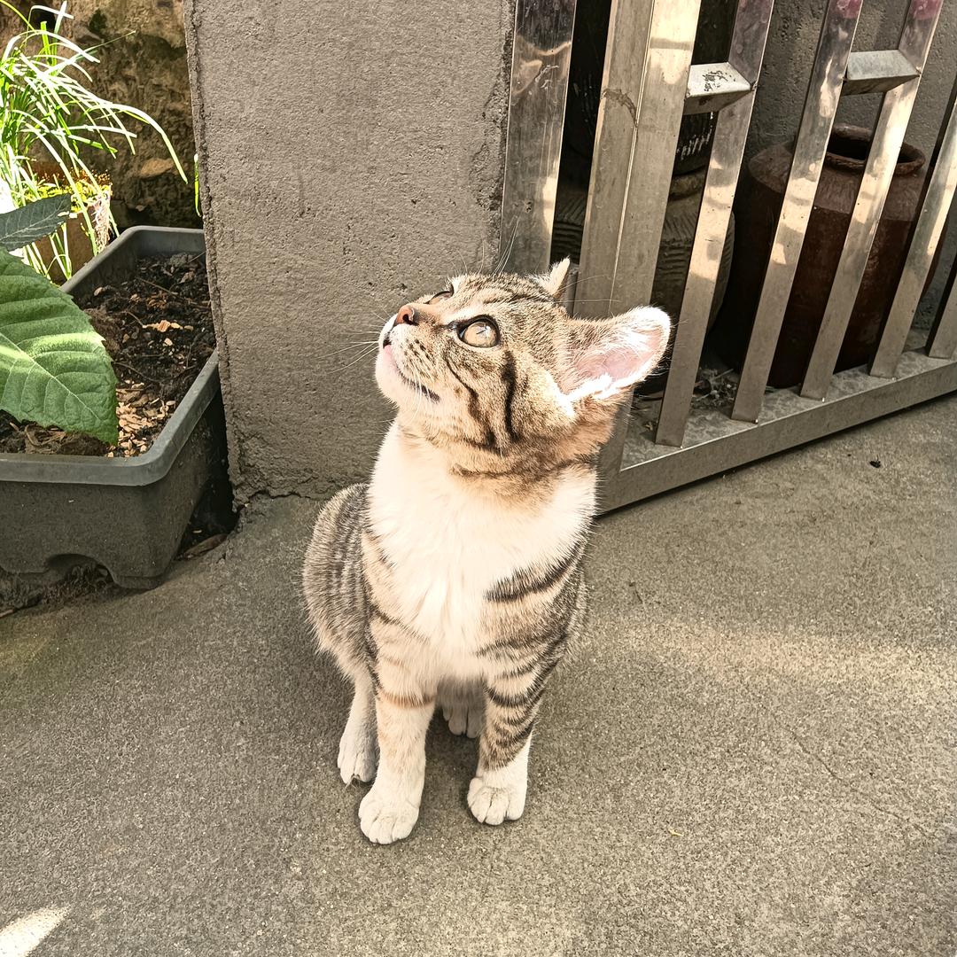 郑肖786