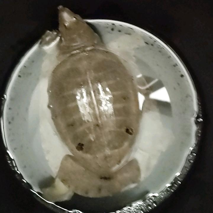 游村玩水（记录美好生活)