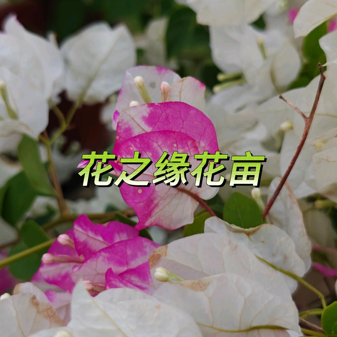 花之缘花亩