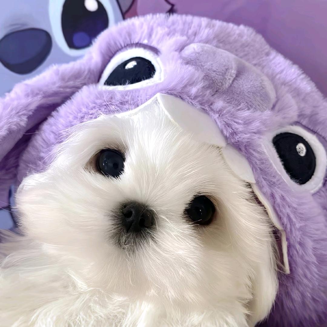 ᰔ葡萄冰🍇
