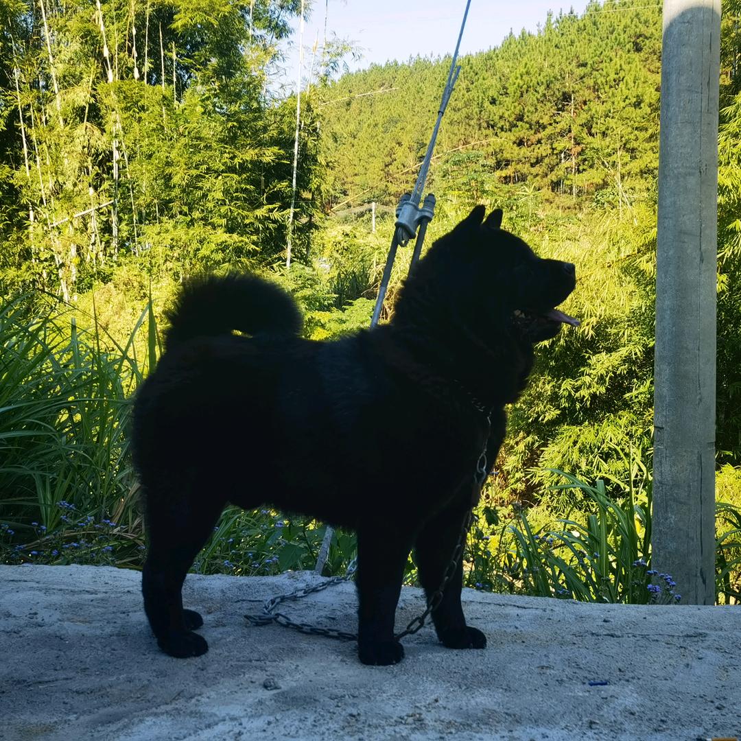 @清远黑犬公社