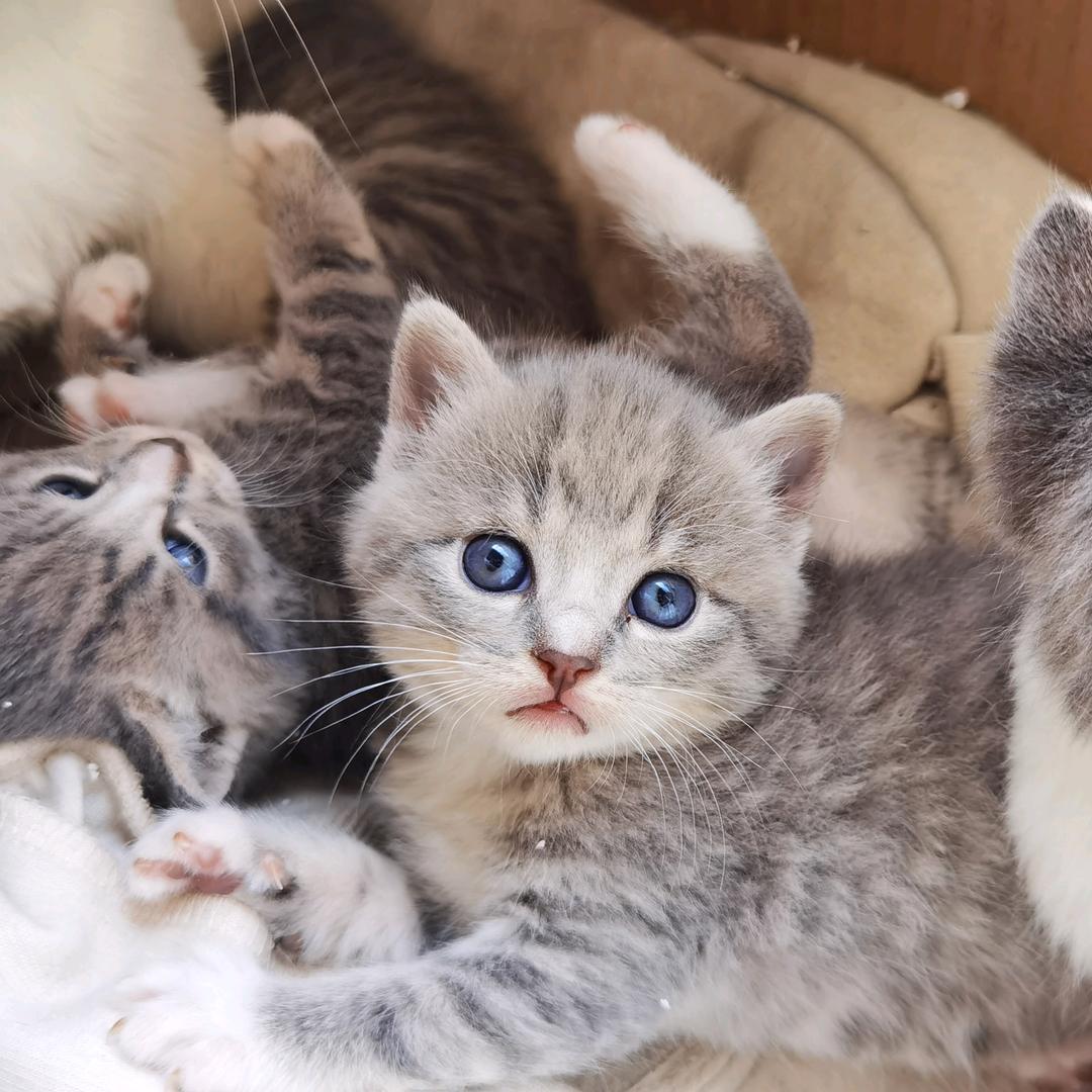 拆迁大队🐈