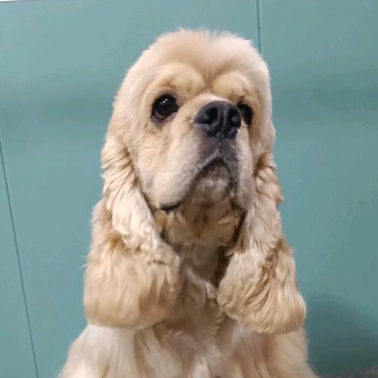 星光犬舍