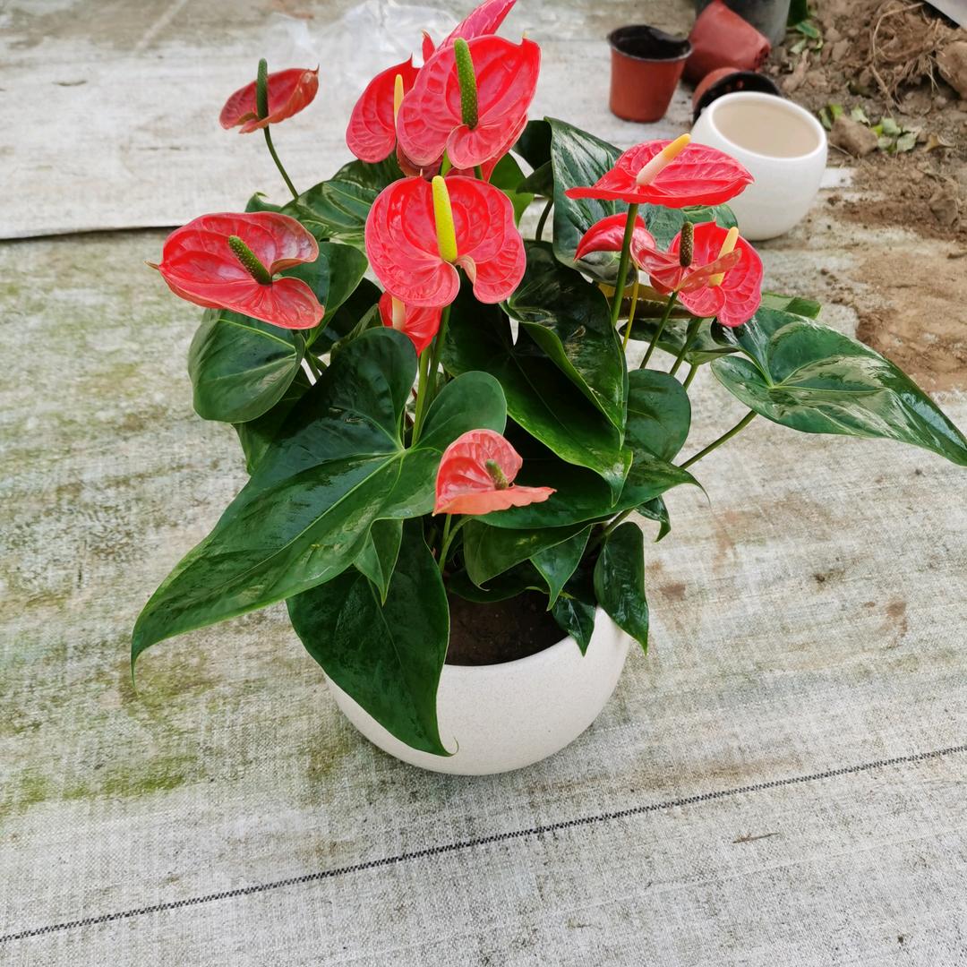 福泽花卉小贺E区3排30号