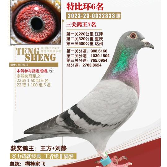 方传鸽舍