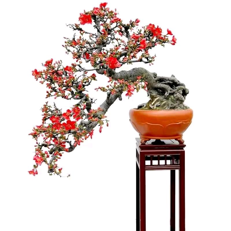清雅苑花卉盆景