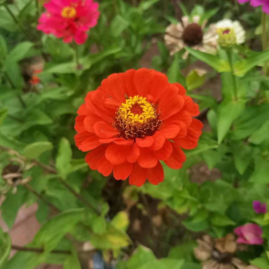 棉花糖～