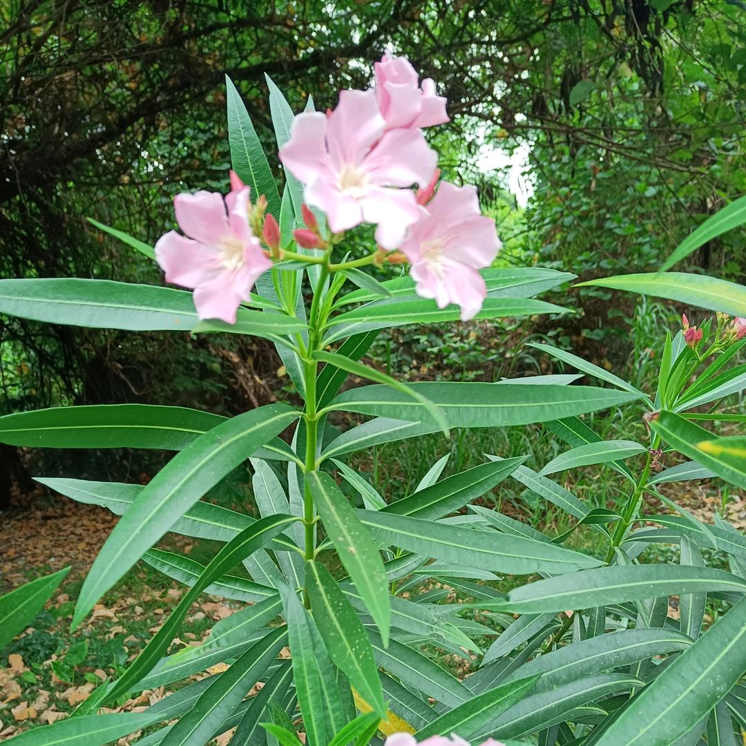 💫智慧的光芒🌟
