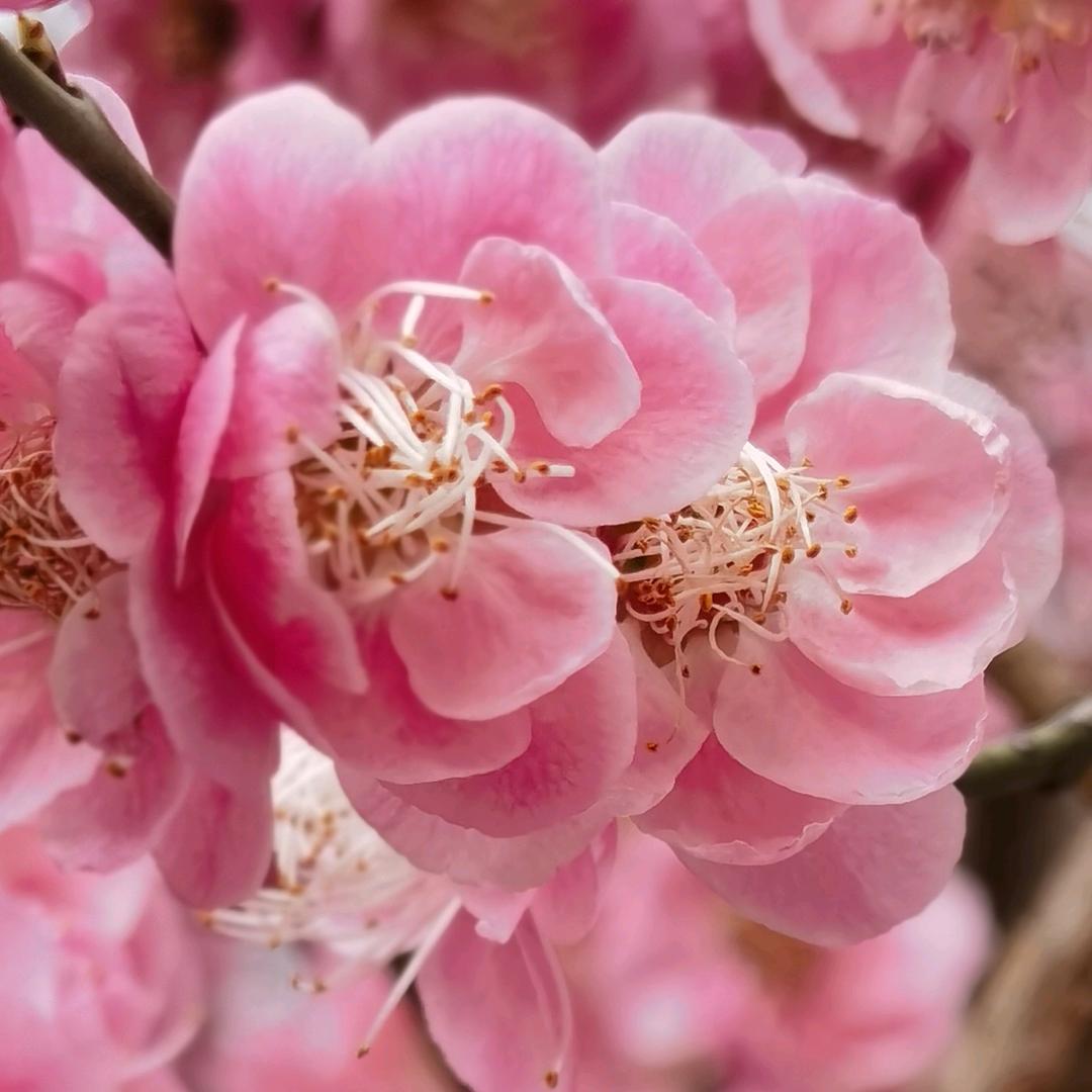 春有百花🌺秋有月