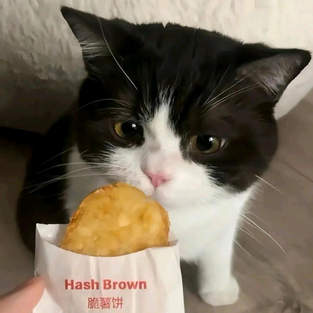 一只🐱