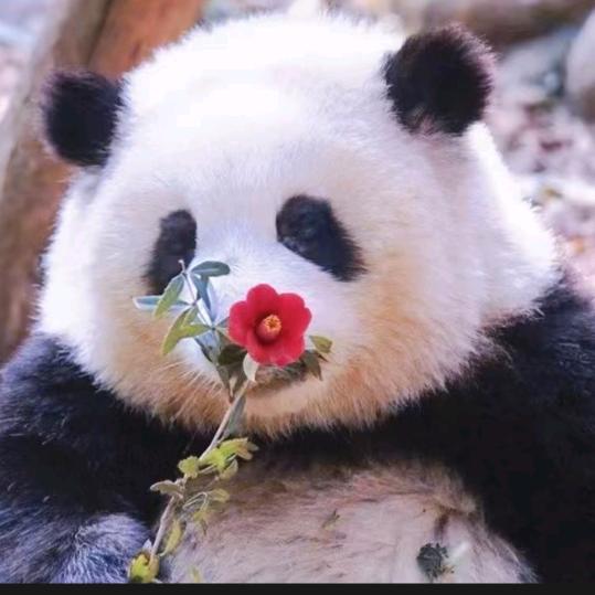 晴天凤