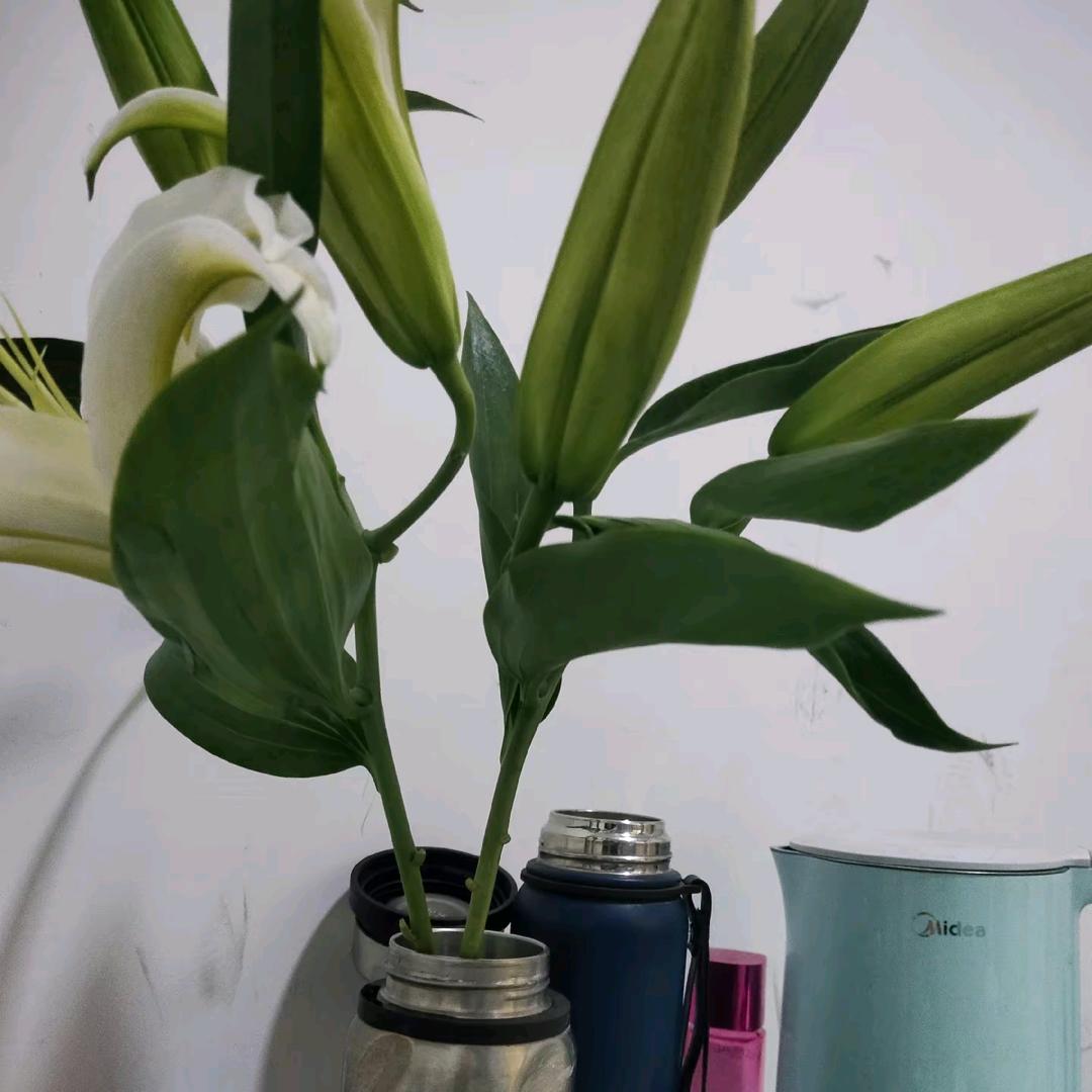 芥末花