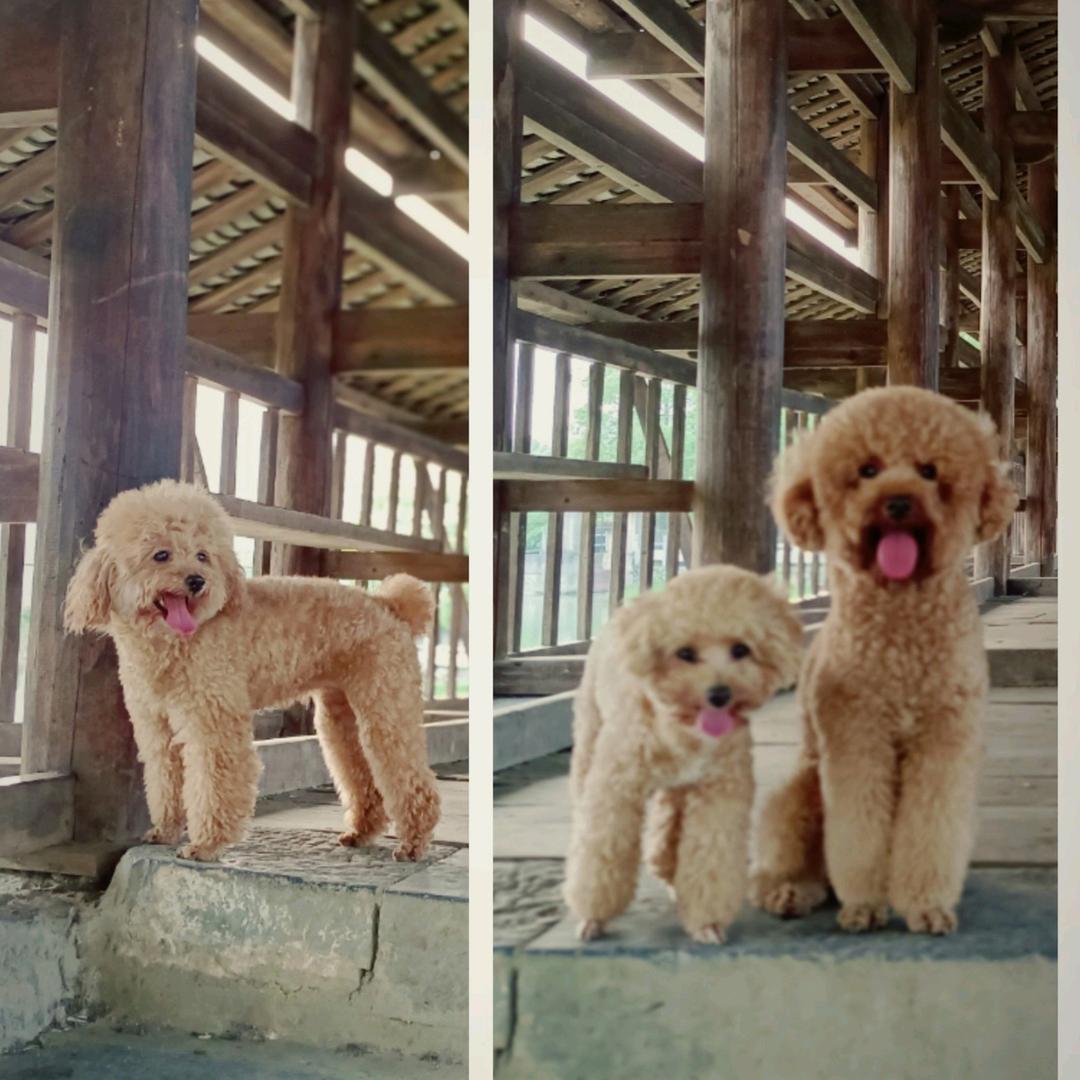 🐕三只小狗🐕