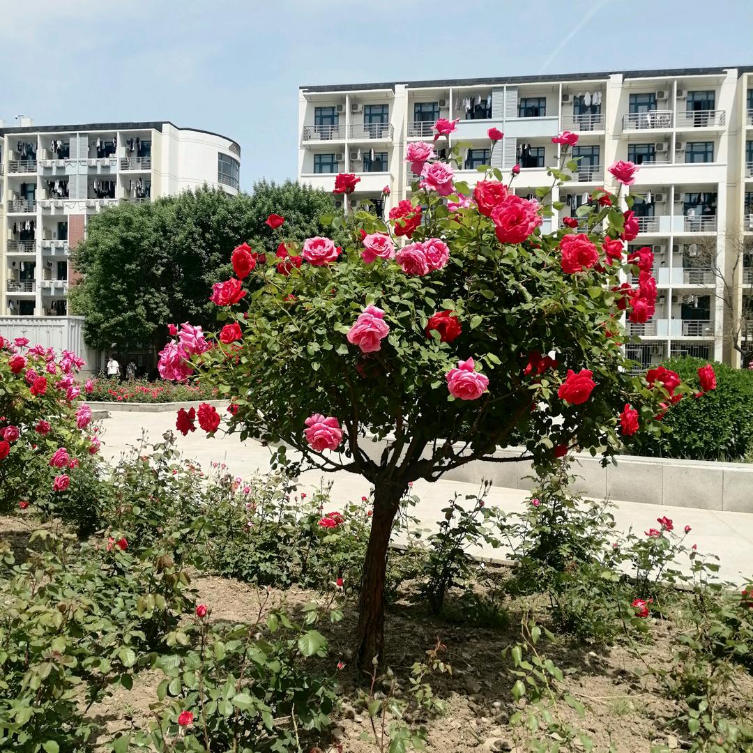 北漂
