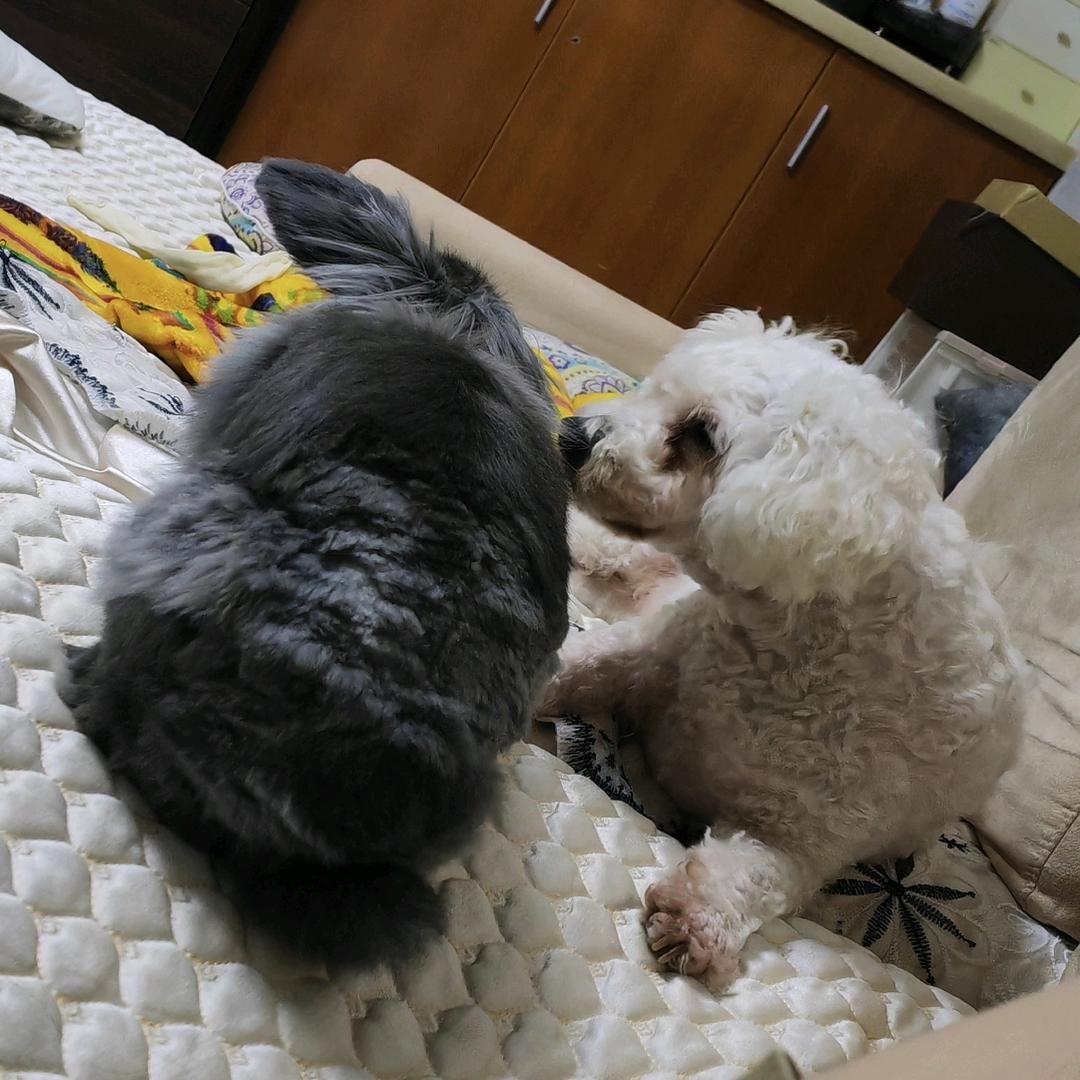小鱼