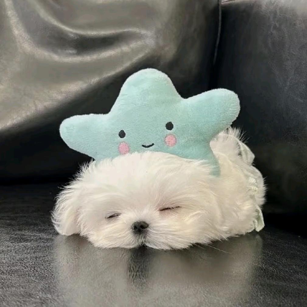 肆·贰壹叁（求亲签版）